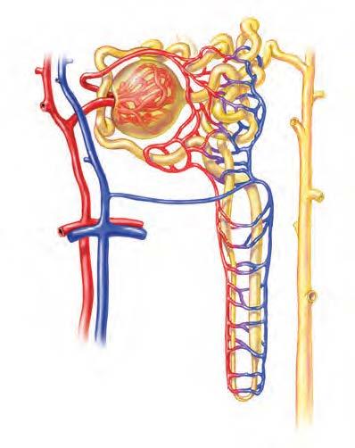 The Nephron The functional unit of the kidney is called a nephron. Each kidney has about one million nephrons. Each nephron contains a glomerulus, which functions as an individual filtering unit.