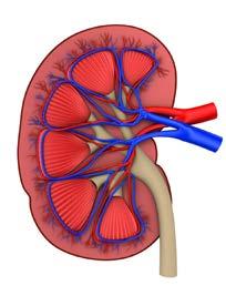 Acute Kidney Injury (AKI) Acute Kidney Injury (AKI) results from the sudden loss of kidney function.