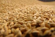 List of Whole Grains Amaranth Rye Barley