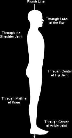 The image of the plumb line can be seen in Figure 2. From the front and back of the body, neutral alignment would include the idea of left and right symmetry.