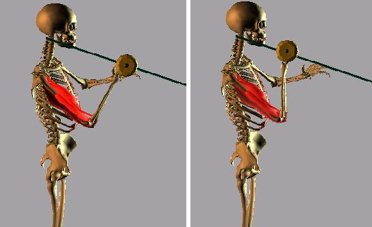 Figure 6-2 shows simulation results using a skeleton 1 with colored muscles representing the fatigued group of muscles, in