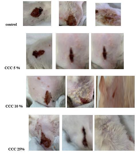 Fig 2: Photographic representation of contraction rate showing percent wound concentration area on different excision days on control Citrullus colocynthis cream (CCC) 5%, 10% and 25% RESULTS