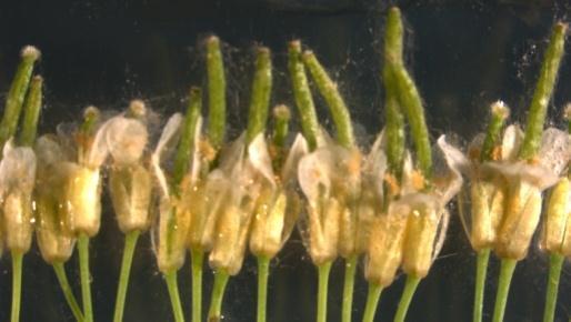 Fusarium graminearum Inhibiting ET perception increases resistance to foliar and floral