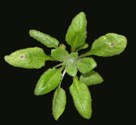 Model-crop pathology: Using Arabidopsis to gain insight into Fusarium
