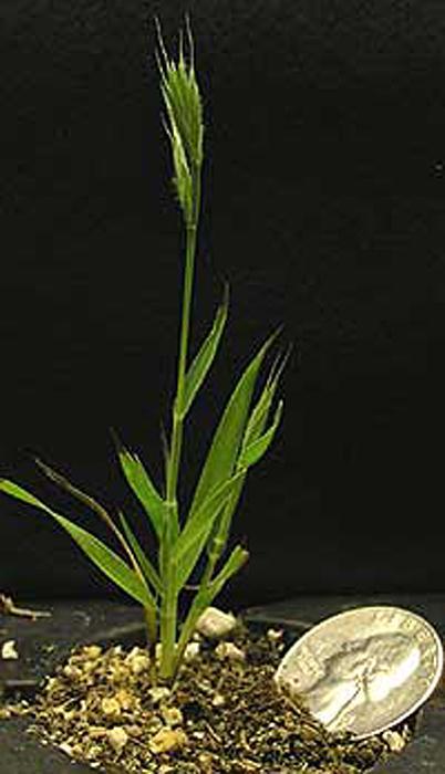 Brachypodium distachyon (Bd) Bd has many qualities that make it a good model for functional