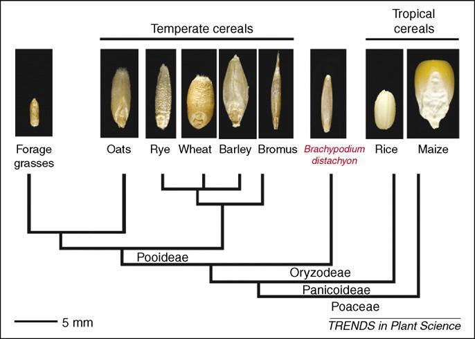 candidate gene in cereals.