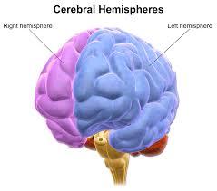 Cerebral Cortex Right Hemisphere Controls touch and movement of the left side of the body.