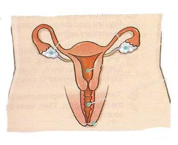 REPRODUCTION We perform the reproduction function through the female and male reproductive systems. THE FEMALE REPRODUCTIVE SYSTEM The OVARIES produce ovules.