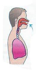 THE RESPIRATORY SYSTEM There are two processes How it works Inhalation Exhalation 1.