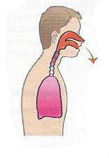 The PHARYNX: It allows the air to flow from the mouth and Our LUNGS get BIGGER.