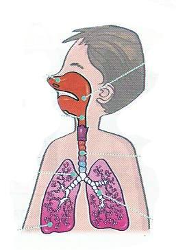 We push out the CARBON DIOXIDE, that our body doesn t need. 3. Our VOCAL CORDS are located in the VOICE BOX.