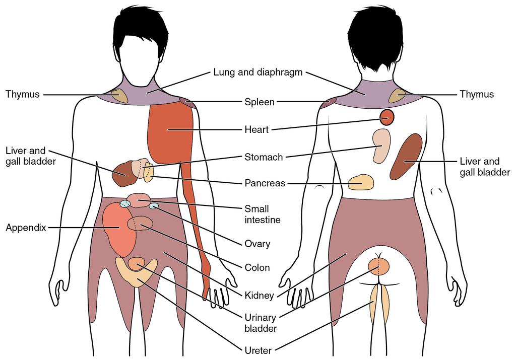 OpenStax-CNX module: m47523 5 Referred Pain Chart Figure 2: Conscious perception of visceral sensations map to specic regions of the body, as shown in this chart.
