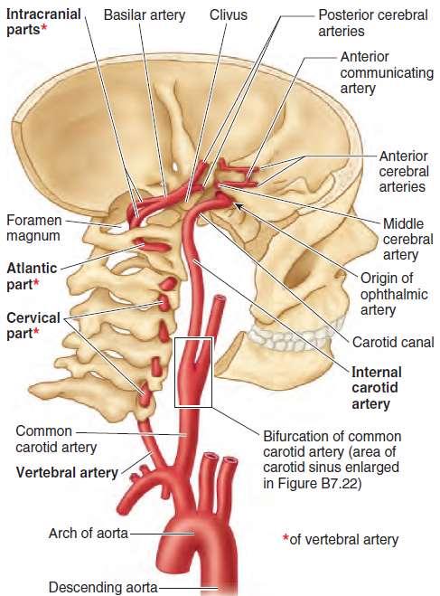 Principles Arteries & Veins of the CNS LO14 14.