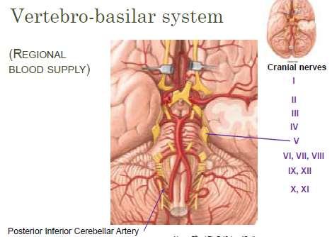Vertebro-Basilar System Predominately supplies the posterior cerebral Also the supply for the cerebellum and brain stem Little arteries branching off are
