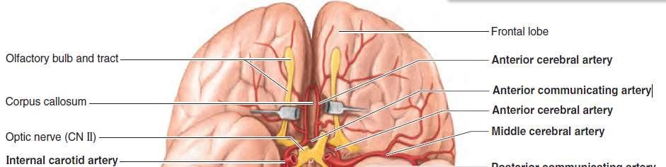 and, finally, anastomoses with the posterior cerebral artery The cortical branches supply all the medial surface of the cerebral cortex as far back as the parieto-occipital sulcus The anterior