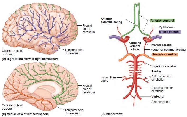 Posterior cerebral artery Terminal branch of basilar artery anterior perforated substance and supply the
