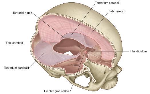 Tentorium cerebelli Is a tent-shaped fold of dura mater (horizontal projection) Roofs over the posterior cranial fossa Divides the cranial cavity into: 1-SUPRATENTORIAL 2-INFRATENTORIAL Separates the