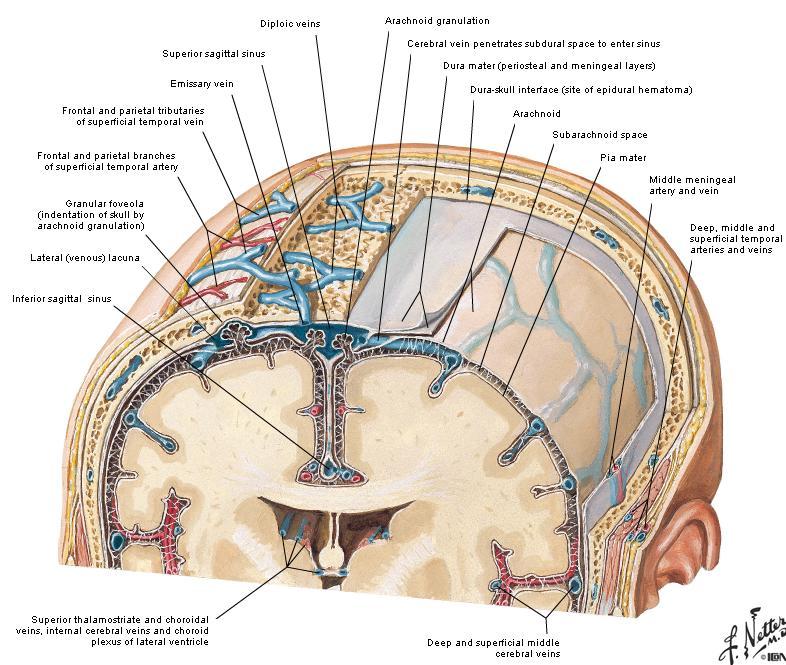The Meninges The brain in the skull is surrounded by three