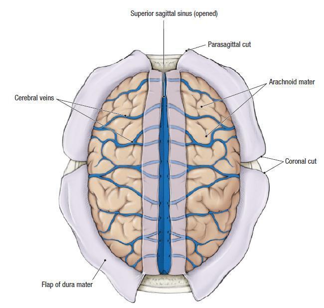 The superior sagittal sinus Receives 1-