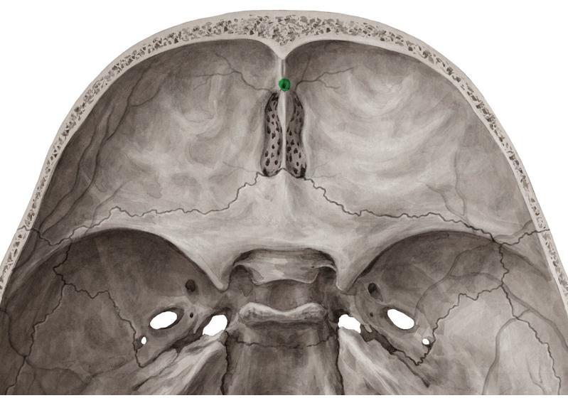 Parietal foramina transmit emissary veins from