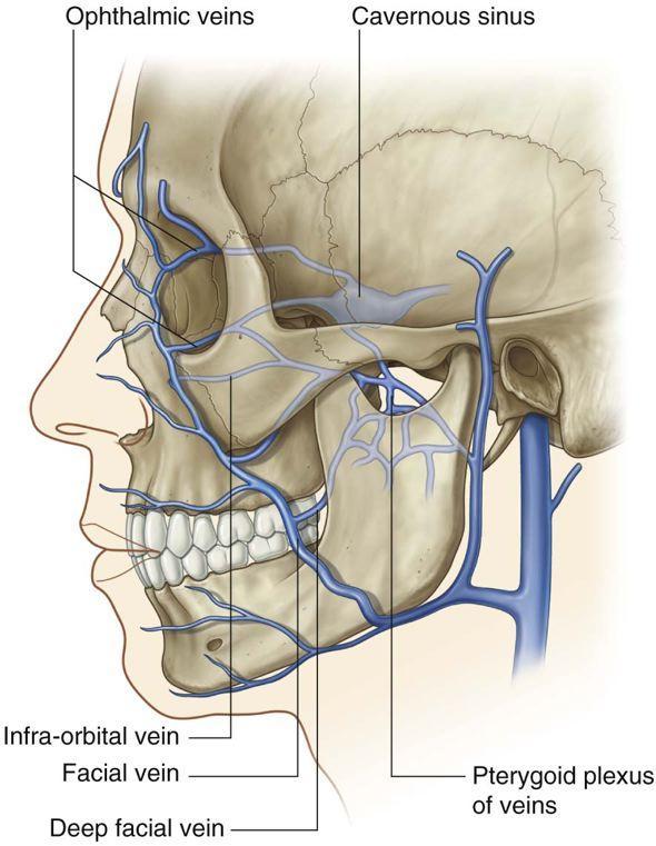 The deep facial vein connects the