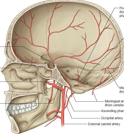Branches of middle meningeal artery Middle meningeal artery passes through the foramen spinosum The anterior (frontal) Passes in an almost vertical