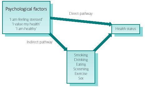 perspective, the ways a person thinks ( I am feeling stressed ) influences their behavior ( I will have a cigarette ) which in turn can impact upon their health.