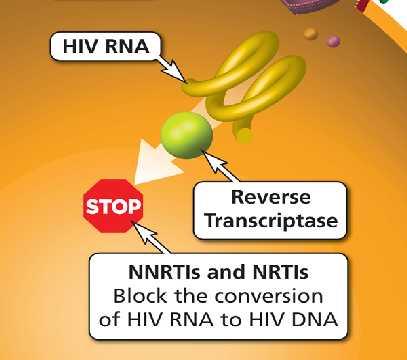 HIV uses reverse transcriptase to convert its RNA into DNA (reverse transcription).