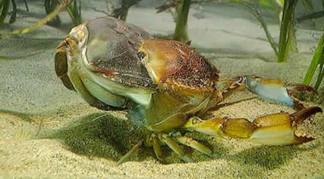 4. How did the arthropod exoskeleton help them dominate the ocean?