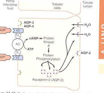 C-ADH ( vasopressin): It's effect is on distal, collecting tubule and coll. duct >> ^H2O reabsorption mainly.