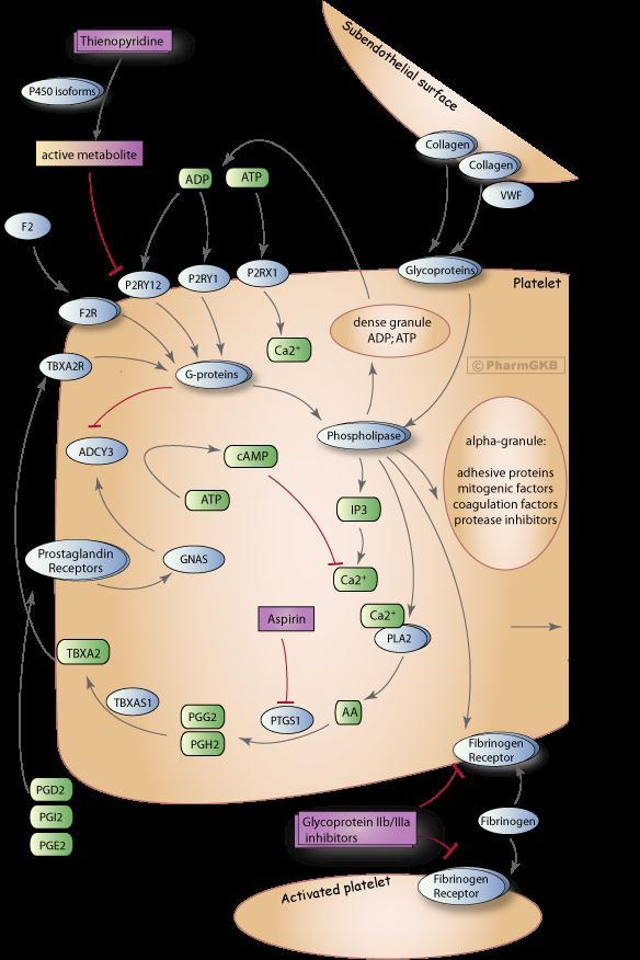 Platelet activation pathways Sangkuhl Katrin, Shuldiner Alan R, Klein Teri E,