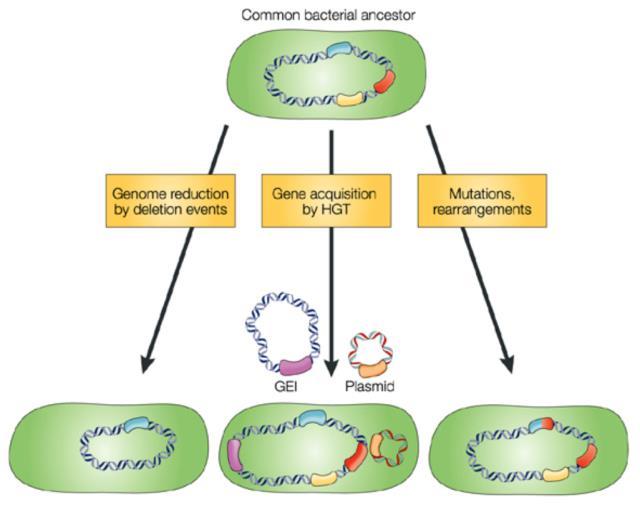 Bacterial Genomic Plasticity Mobile Genetic Elements