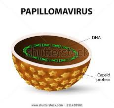 Virology of HPV Icosahedral capsule HPV =