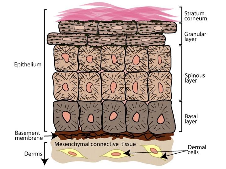 Normal skin structure Cellular maturation.alonso, L.