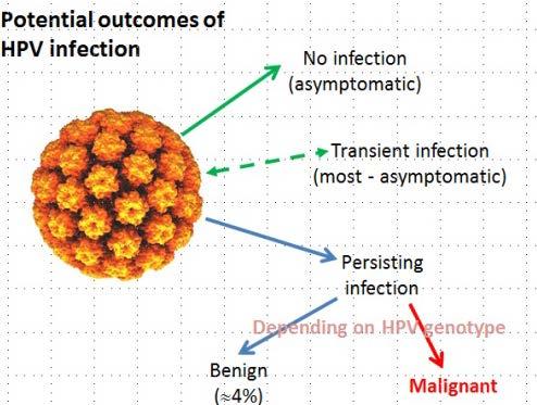 3 Clinical Potential characteristics conflicts of interest - malignant Best understood for cervix Initial stages are asymptomatic HPV16 = commonest type Exposure