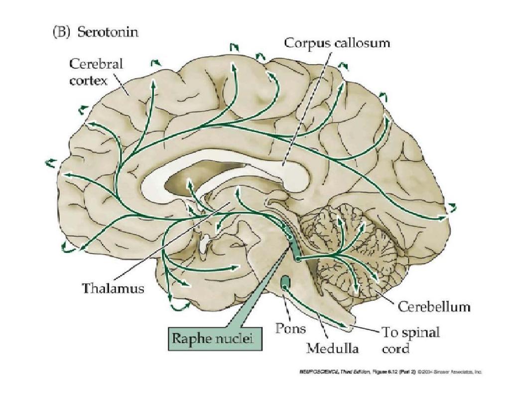 The serotonin pathways in the brain: The principal centers for serotonergic neurons are the rostral and caudal raphe nuclei.