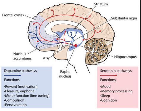 Projections: Axons ascend to the cerebral cortex, limbic & basal ganglia. Serotonergic nuclei in the brain stem.
