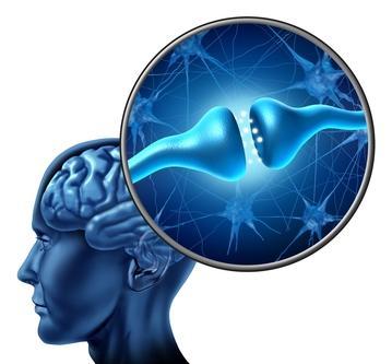 Brain Neurotransmitters: Chemical substances released by electrical impulses into the synaptic cleft from