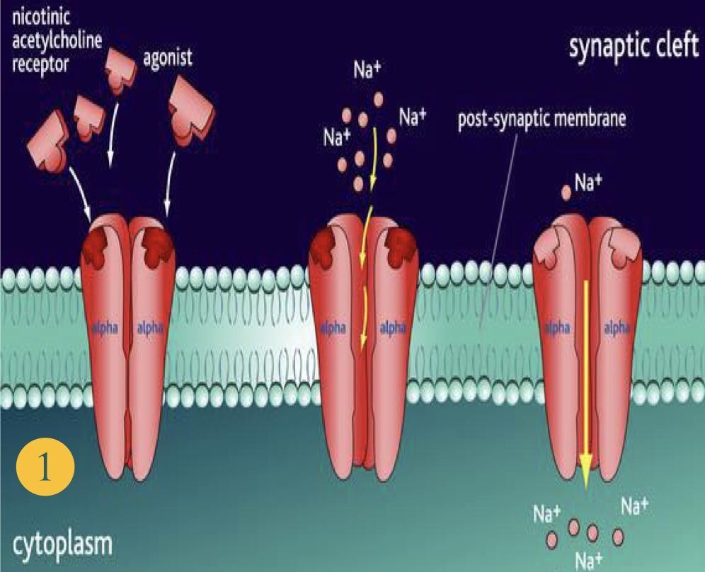 Acetylcholine Receptors: Useful video to understand Ach (Click on) Acts on 2 cholinergic receptors: 1) Nicotinic (ionotropic)