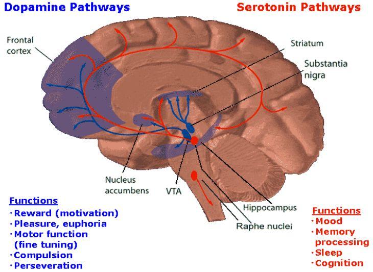 Dopaminergic Pathways/Functions With limbic system With mesolimbic Unique for humans Have similar functions, they re interconnected and complement each other.