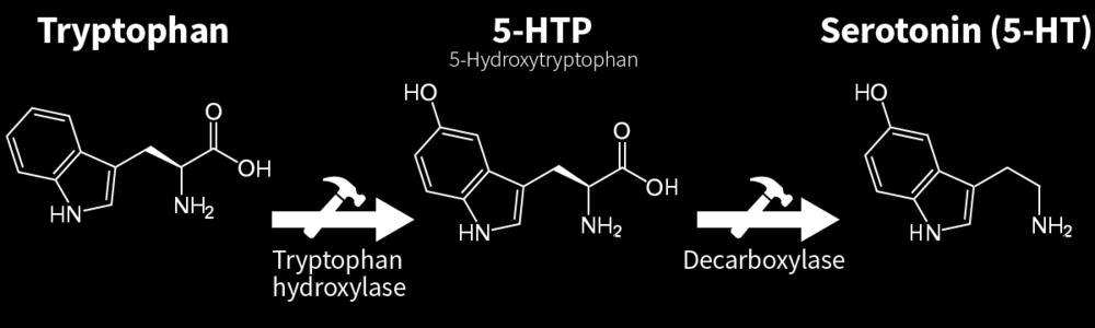 (Low) Cocaine elevates activity at dopaminergic synapses Serotonin Synthesized from the amino acid Tryptophan, which is abundant in meat.