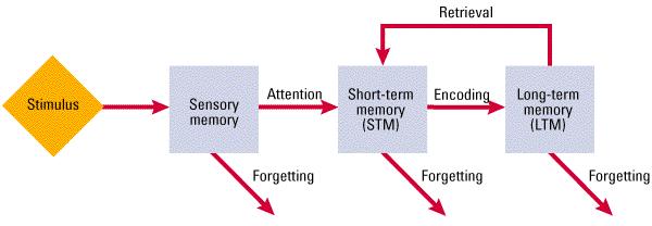 Information-Processing Model of Memory A model of memory in which information must pass