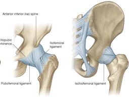 4. Label the ligaments and