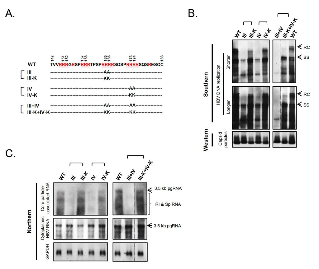 Figure S6. HBV RNA encapsidation and DNA synthesis depend on positively-charged residues of HBc ARD.