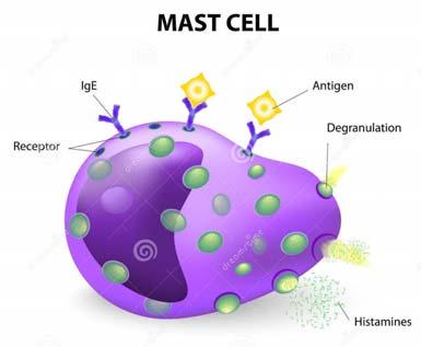 Physiological Reflexive (Autonomic) Effects of Massage Mechanical friction of STM stimulated the mast cell The stimulated mast cell produced histamine