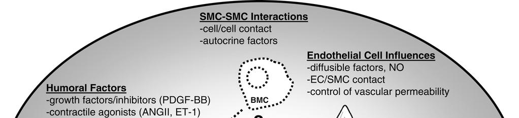 Chapter 1 This functional adaptation to extracellular stimuli is transient, only lasts for the duration of these local environmental cues, and is an inherent property of differentiated SMCs.
