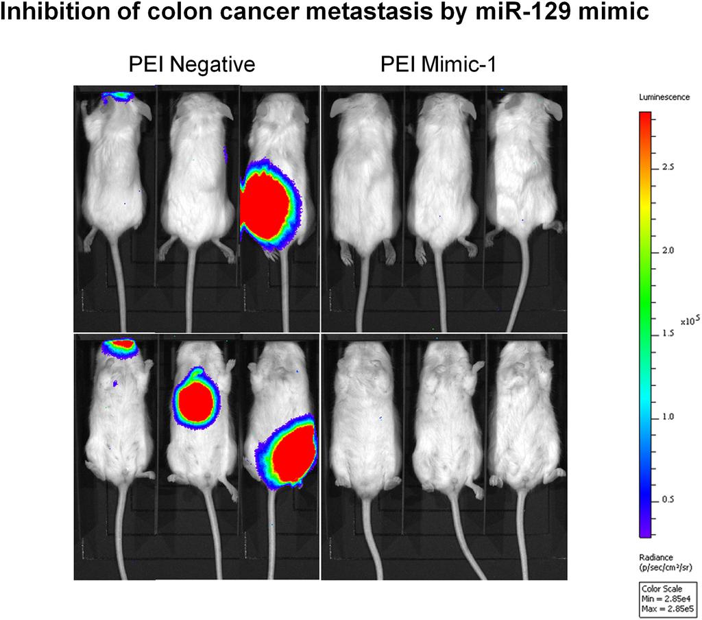 Mimic-1 was able to induce G1 cell cycle arrest and apoptosis in several colon cancer cell lines by completely abolishing G2 checkpoint control.