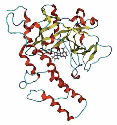 uu UNITED FRONT Diagram of the poly-adp ribose polymerase (PARP) molecule and PARP inhibitor.