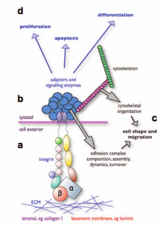 One of these is to organise the cytoskeleton and thereby the internal architecture of the cell. The other is to control signalling enzymes.