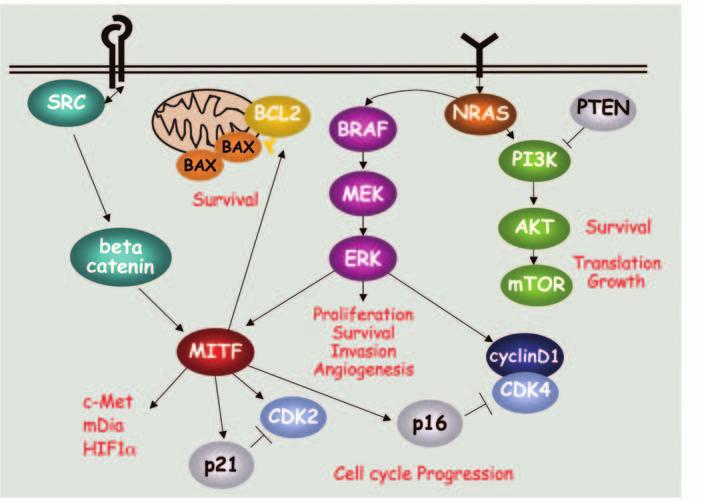 Tackling melanoma: new insights from combined approaches direct transcriptional regulation of HIF1α.